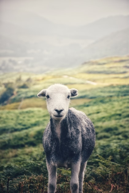 Pasture-Raised Sheep Care