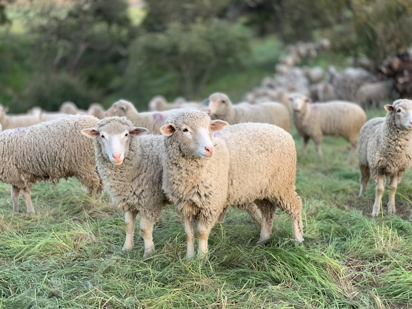 Discover Lageson Farm